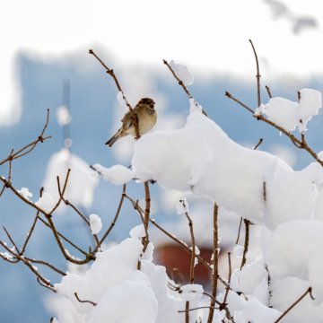 Alta löydät Hyviksen ensi viikon avoimen toiminnan, tervetuloa mukaan ❤ Maanantai 5.1. Klo 10-16 Kohtaamo avoinna Klo 10...
