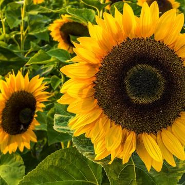 🌞 Tervetuloa Hyvän mielen talon avoimeen toimintaan ensi viikolla! Viikon ohjelmassa on mm. musiikkiin liittyviä teemoj...