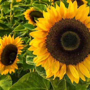 🌞 Tervetuloa Hyvän mielen talon avoimeen toimintaan ensi viikolla! Viikon ohjelmassa on mm. musiikkiin liittyviä teemoj...